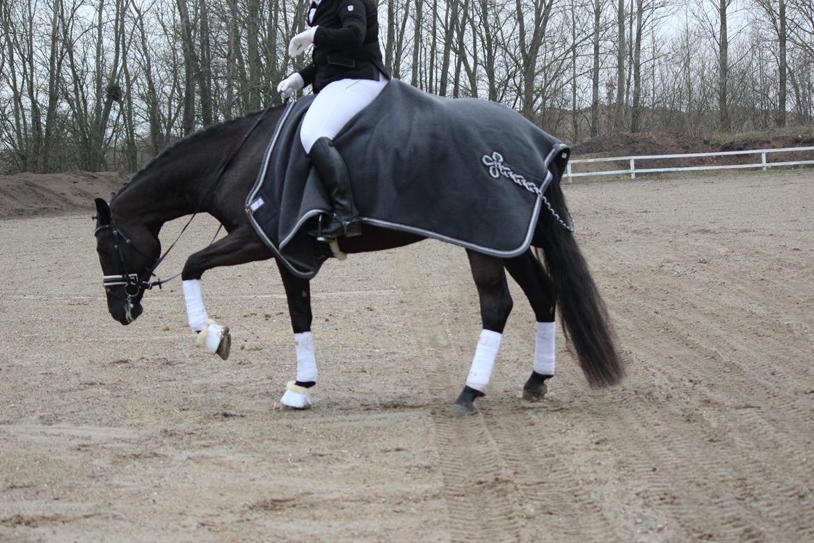 Tysk Oldenburger Love Affair Nexen "Hottie" billede 17