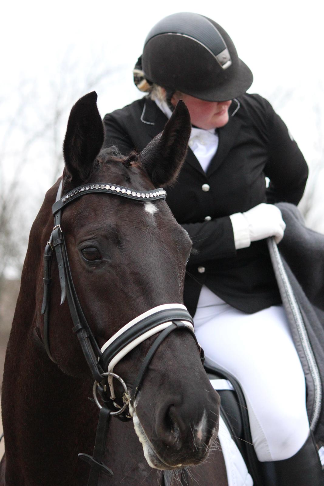 Tysk Oldenburger Love Affair Nexen "Hottie" billede 11