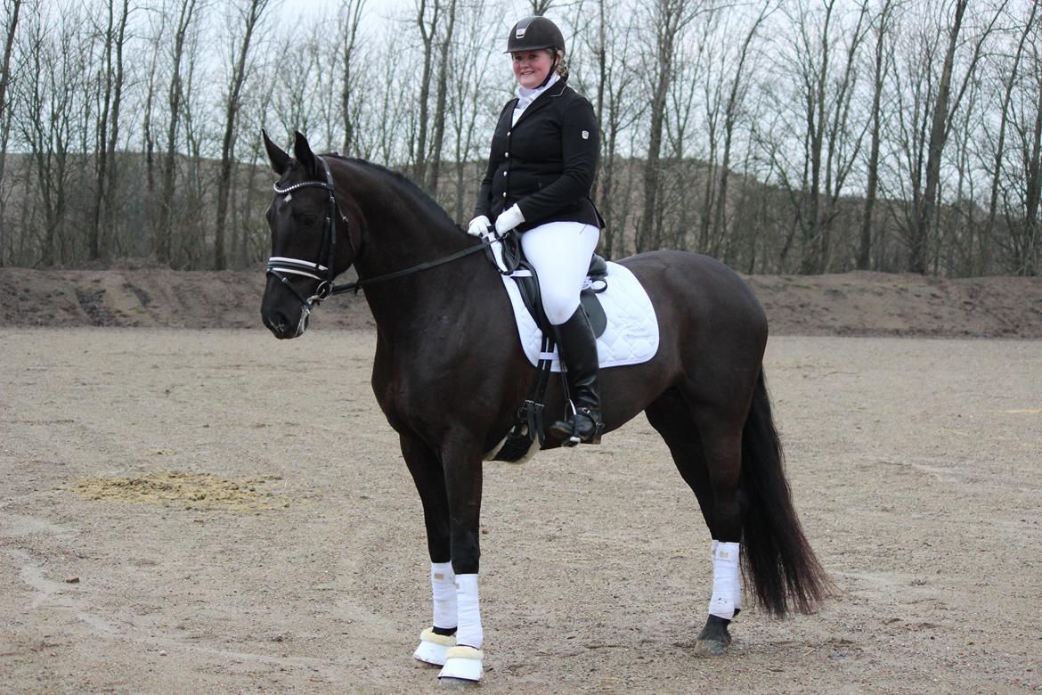 Tysk Oldenburger Love Affair Nexen "Hottie" billede 6