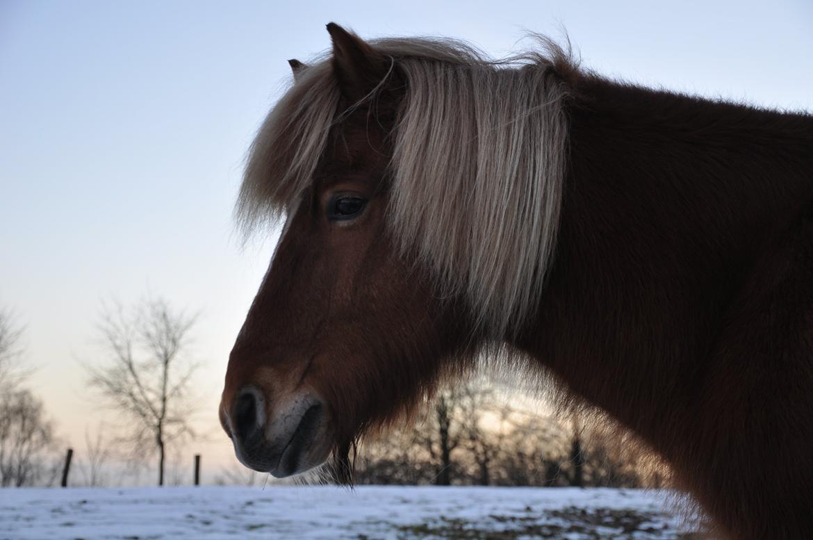 Islænder Trausti fra Gingsholm<3 - "The greastest joy is to live in yourself." <3 Foto: AFH 27.01.15 billede 3