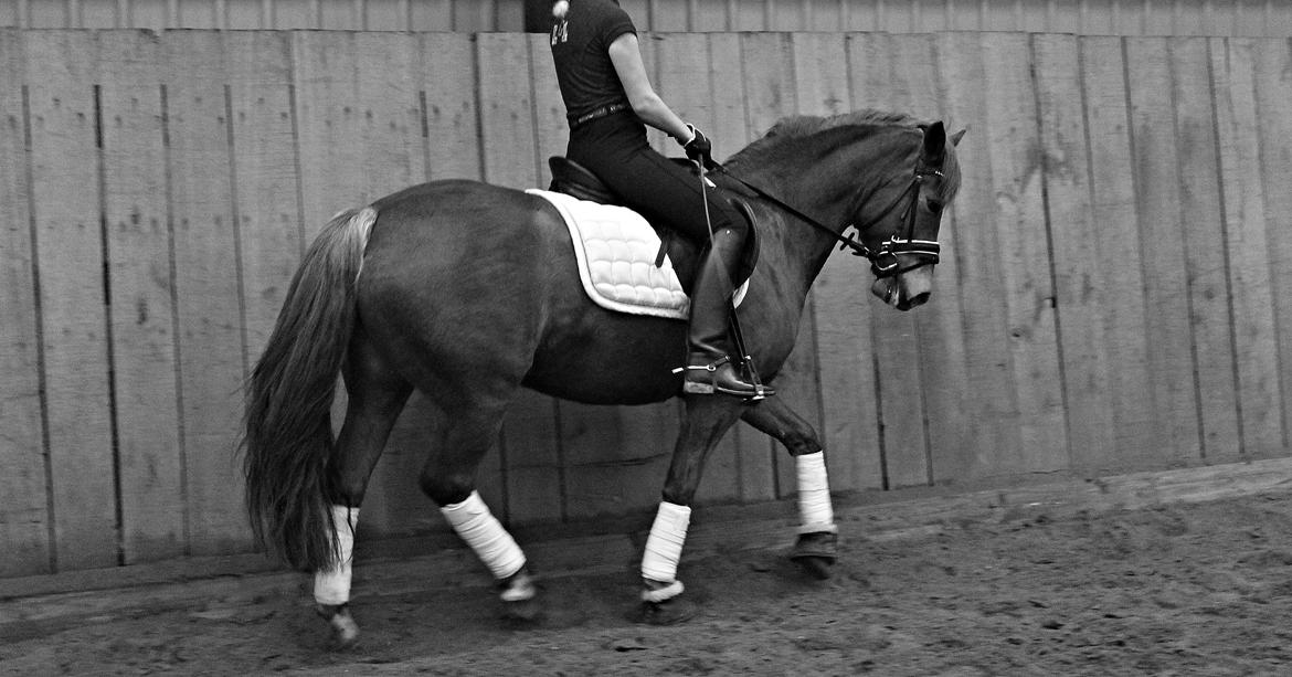 New Forest Spirit (Tidl. part) billede 2