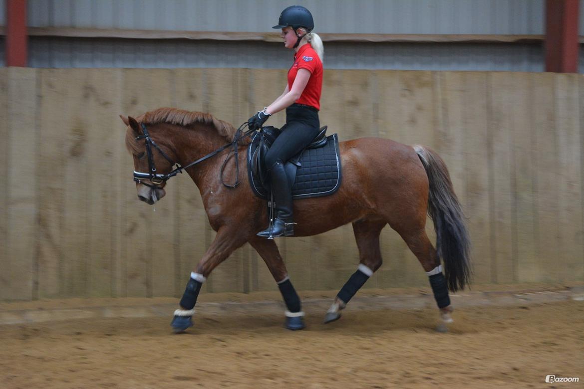 New Forest Spirit (Tidl. part) - Velkommen til Spirits profil. :) billede 1