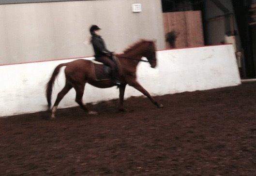 Palomino DAKOTA (halvpart) - Når vi prøver at ride dressur, ahah billede 13