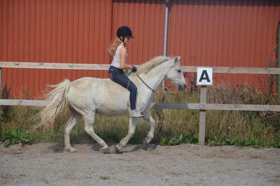 Anden særlig race Apollon "Polle" Best friends forever<3 billede 2