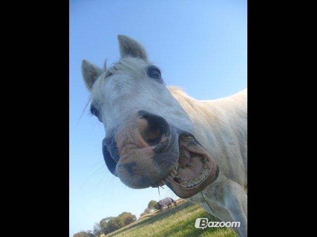 Anden særlig race Apollon "Polle" Best friends forever<3 billede 6