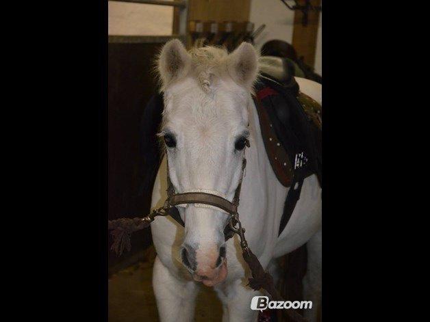 Anden særlig race Apollon "Polle" Best friends forever<3 billede 10