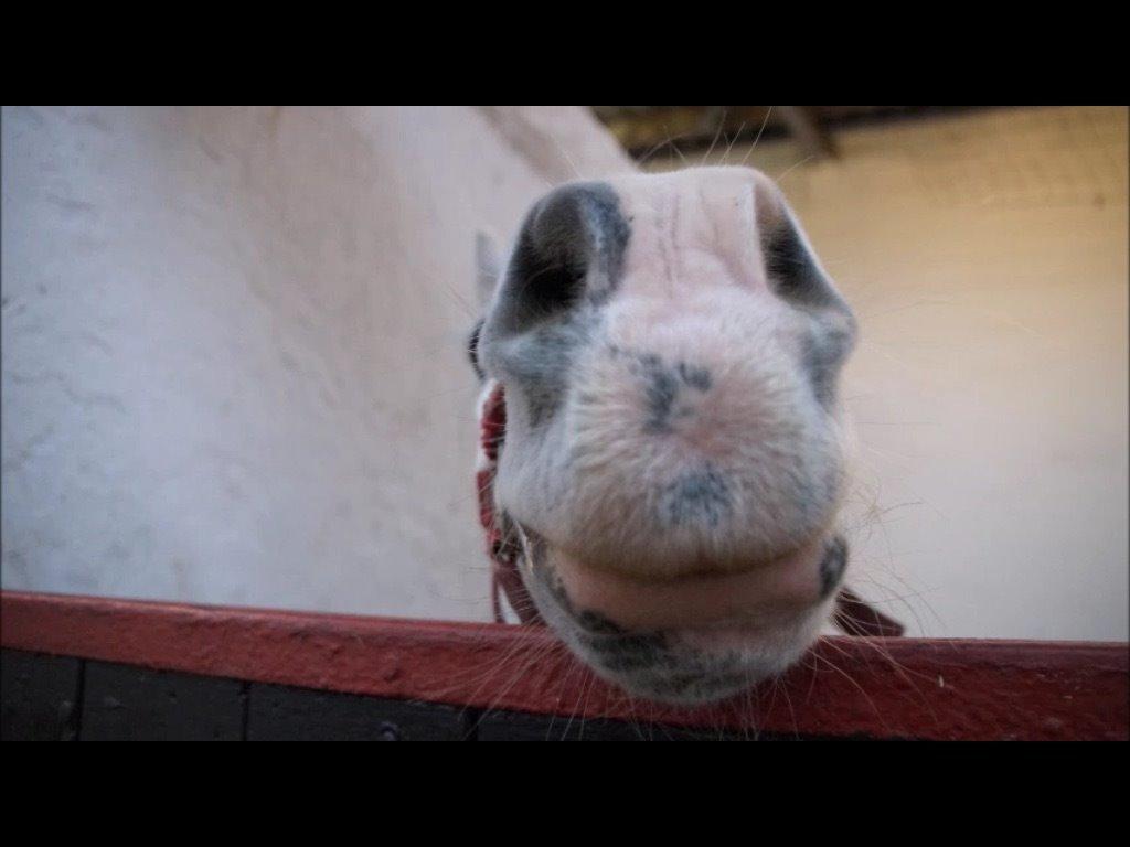 Anden særlig race Apollon "Polle" Best friends forever<3 billede 13