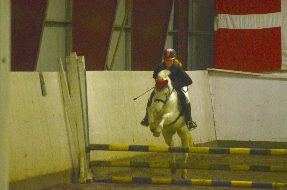 Anden særlig race Apollon "Polle" Best friends forever<3 billede 16