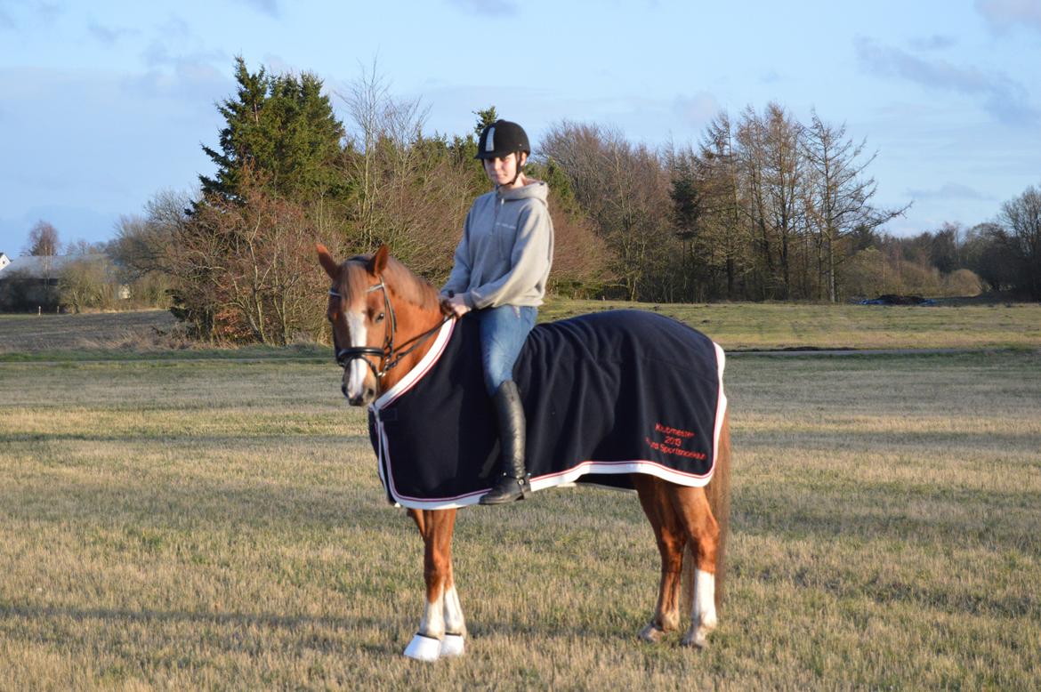 Welsh Cob (sec D) Money Penny - Klubmester 2013 (Dressur-Pony) billede 7