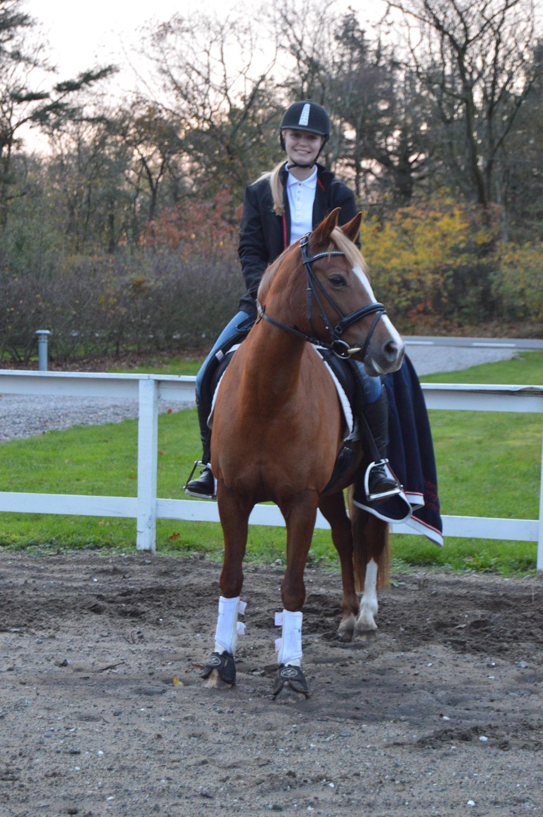 Welsh Cob (sec D) Money Penny - Træning på efterskolen (Fu) billede 9