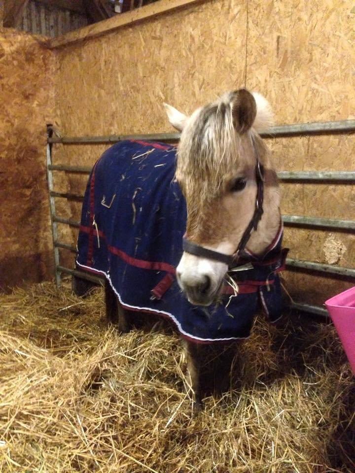 Fjordhest Vikkelsøe's unika billede 13