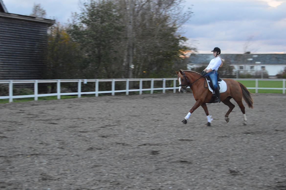 Welsh Cob (sec D) Money Penny - Træning på efterskolen (Fu) billede 10