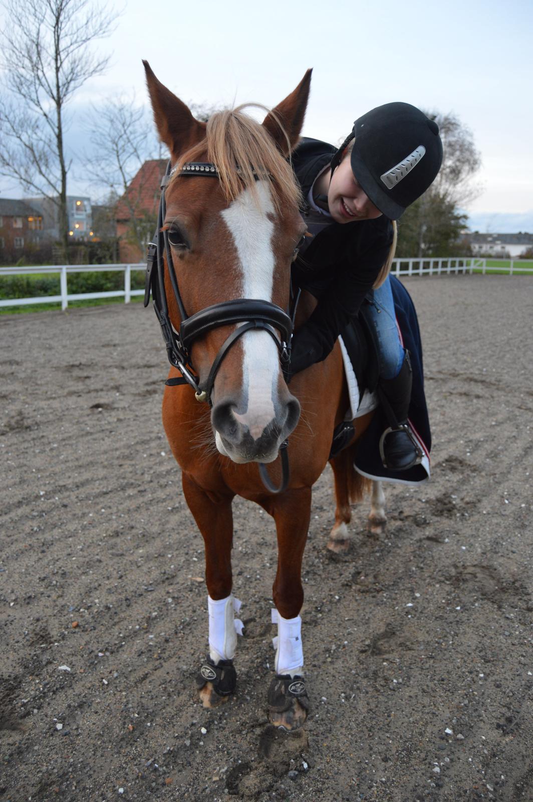 Welsh Cob (sec D) Money Penny - Træning på efterskolen (Fu) billede 11