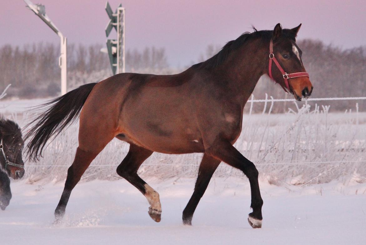 Dansk Varmblod Bøgegårdens Liva - December 2014 billede 3