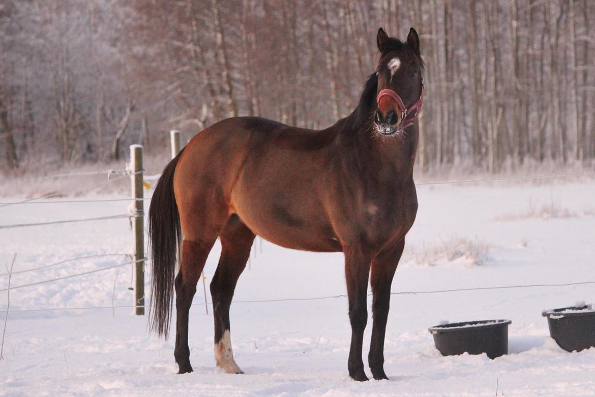 Dansk Varmblod Bøgegårdens Liva - December 2014 billede 18