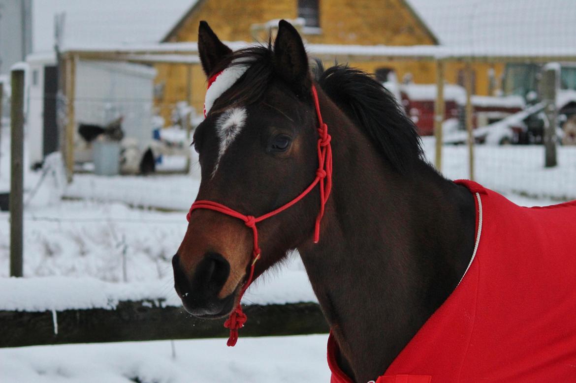 Dansk Varmblod Bøgegårdens Liva - December 2014 billede 13