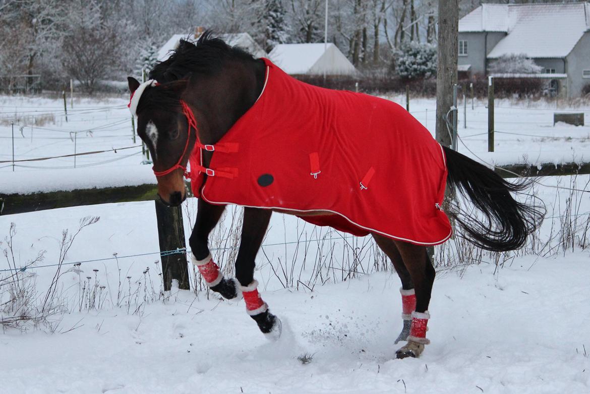 Dansk Varmblod Bøgegårdens Liva - December 2014 billede 20