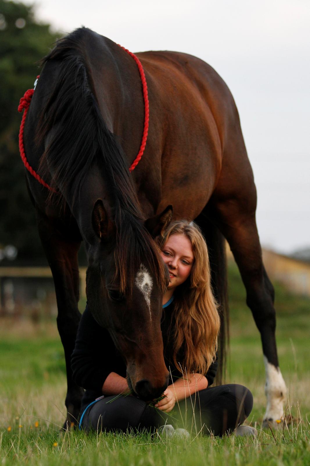 Dansk Varmblod Bøgegårdens Liva - September 2014: Freja Sif Foto billede 19