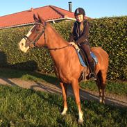 Arabisk fuldblod (OX) Lavina