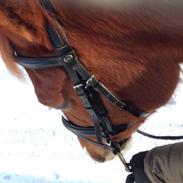 DSP Stenbakkegårds Hoopers Creek