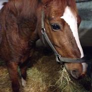 DSP Stenbakkegårds Hoopers Creek