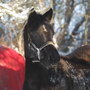 Welsh Partbred (Sec F) Bakkelygårds Jewles