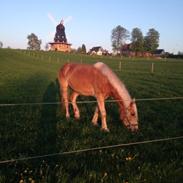 Haflinger Status Mix