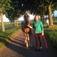 Haflinger Status Mix