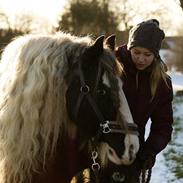 Irish Cob Bakkegårdens Shakira