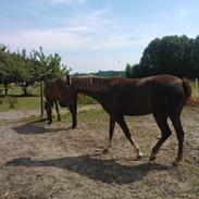 Sportsaraber (A) Skolekrogens Fanta