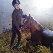 Sportsaraber (A) Skolekrogens Fanta