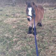 Shetlænder Mister [sød lille pony]