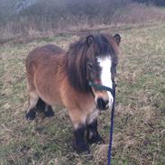 Shetlænder Mister [sød lille pony]