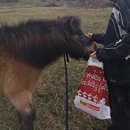 Shetlænder Mister [sød lille pony]