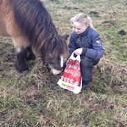 Shetlænder Mister [sød lille pony]