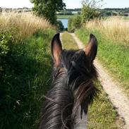 Anden særlig race harlekin