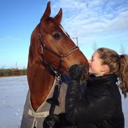 Hannoveraner Lacorado