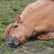 Anden særlig race Aladin