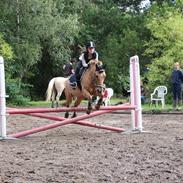 Anden særlig race Aladin