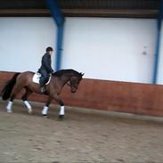 Dansk Varmblod Focus