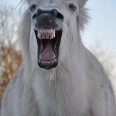 Islænder Hlín fra Helgenæs<3