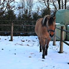 Anden særlig race Silke