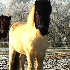 Islænder Stormur fra Reba