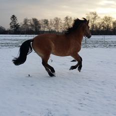 Anden særlig race Arisma [Spirit]