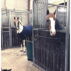 Pinto Saxofon nyberg