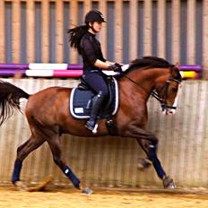 Tysk Sportspony Artos B-pony