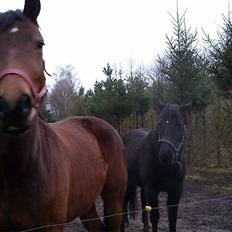 Anden særlig race Caddy