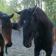 Anden særlig race Caddy