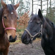 Anden særlig race Caddy