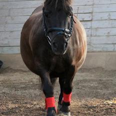 Shetlænder Charlie [RKRR]